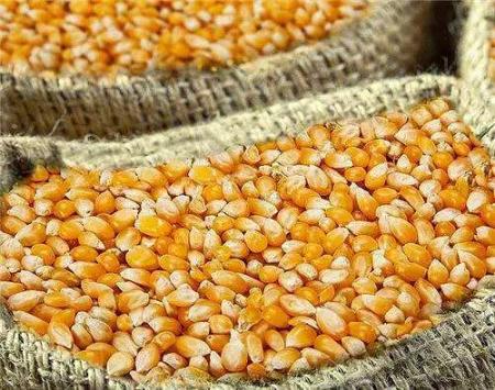 5月20日饲料原料价格 玉米价格与豆粕价格行情报价