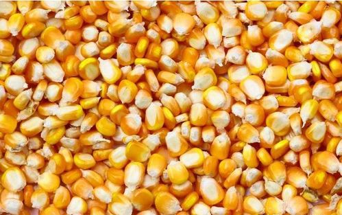 河南玉米0.91元 斤,疫情过后玉米价格上涨还是下跌 看完有数了